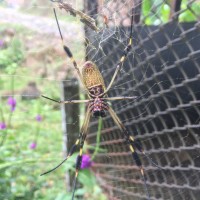 1.1.0 Nephila clavipes Costa Rica