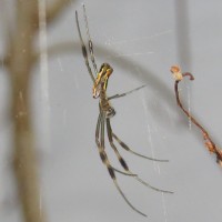 2015 Trichonephila clavipes Sling [2/3]