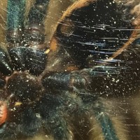 Chromatopelma cyaneopubescens [ventral sexing]