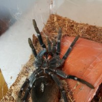 Molting Brachypelma vagans