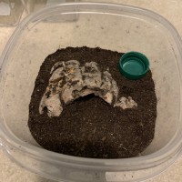 H. Pulchripes Sling Enclosure