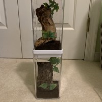 New Arboreal Setups