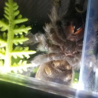 Aphonopelma Hentzi, Male?