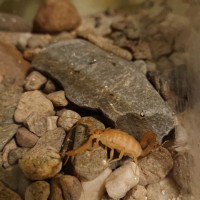 C. Sculpturatus from an unflattering angle