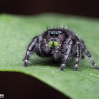 Phidippus audax - Adult female