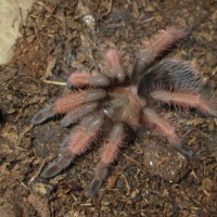 Brachypelma emilia (White, 1856) _2