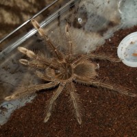 Theraphosa sp [2/2]