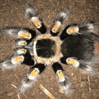 4.5”-5” Female Brachypelma hamorii