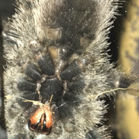 A. Avicularia better picture [3/3]