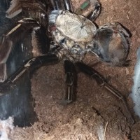 Upright molt, no progress in 5 hours