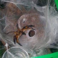 Harpactira pulchripes