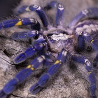 Poecilotheria metallica Sub Adult Female