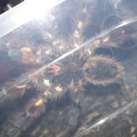 Poecilotheria Rufilata