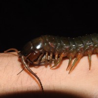 Ethmostigmus rubripes, from Cairns