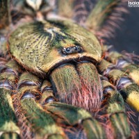 Poecilothera ornata