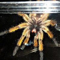 Harpactira pulchripes