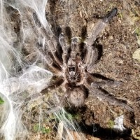 Male Ceratogyrus