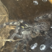 P. striata Finally came out after molt