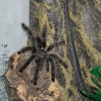 A. Avicularia