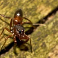 Ant mimic jumping spider