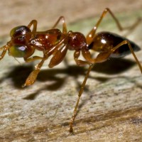 Ant mimic wasp
