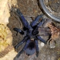 Pterinopelma sazimai