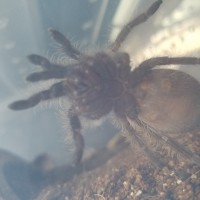 Albus (Brachypelma albopilosum)