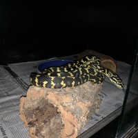 1.0 M. Spilota Cheynei