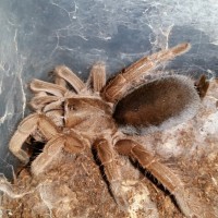 0.1 Selenotypus sp. Champagne Robustus