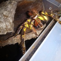 Poecilotheria