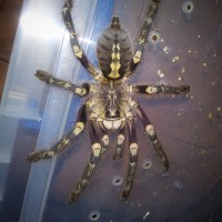 Poecilotheria subfusca Highland