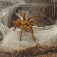 OBT new home, fully web