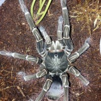 Post-molt T. stirmi Female