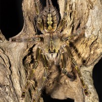 Poecilotheria rufilata