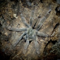 Psalmopoeus cambridgei Juvenile Female - ~3.5"