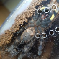 Poecilotheria regalis