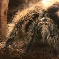 Brachypelma albopilosum 4.5”  Female