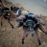 Brachypelma klaasi Juvenile Female - 4.25"