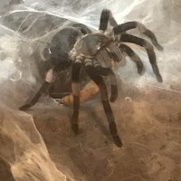 H. himalayana Fresh Post-Molt Action