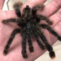 Avicularia