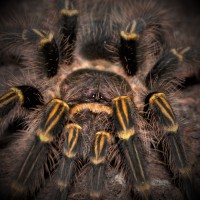 0.1 Grammostola pulchripes