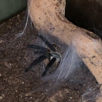 M. Balfouri