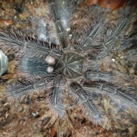 T blondi with two lumps after molt