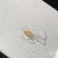 What spider is this?