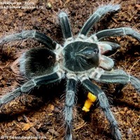 Pamphobeteus_tigris_(F)L5_3.75"_1