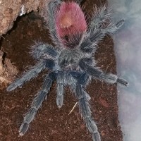 Thrixopelma ockerti