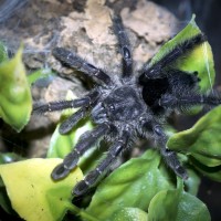 Avicularia purpurea Sub-Adult Female - ~4"