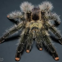 Avicularia juruensis M#1