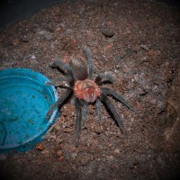 Brachypelma schroederi