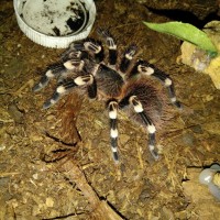 Acanthoscurria geniculata